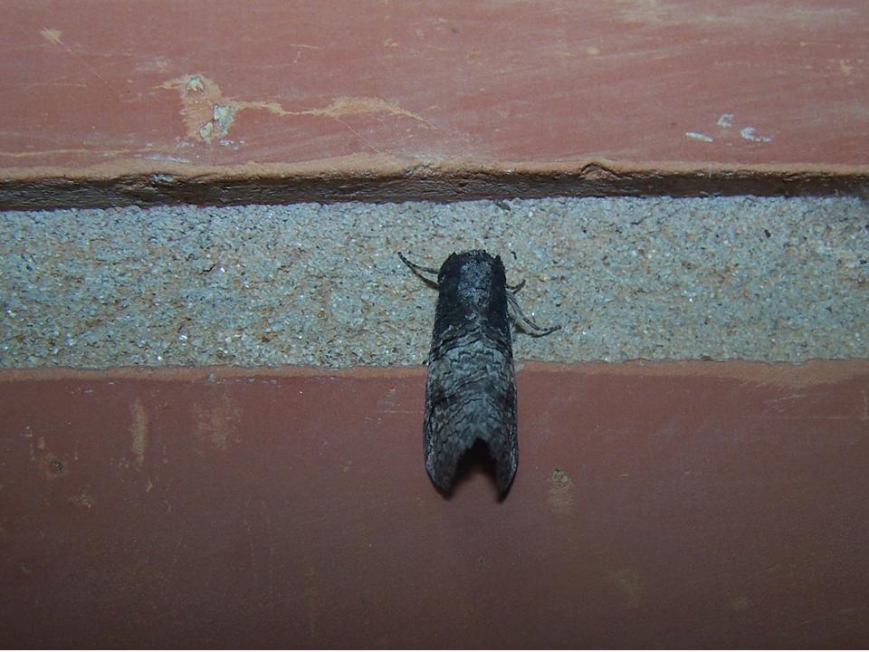 FIGURE 5 FIGURE 5
